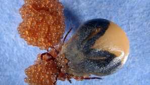 Тик живот: възпроизвеждане и хранене